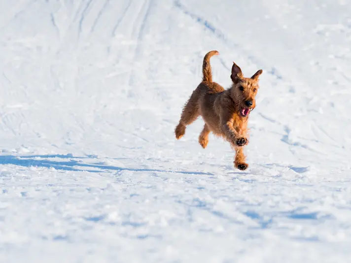 Winterurlaub mit Hund im Salzburgerland © Janek Holoubek / Unsplash Winterurlaub mit Hund im Salzburgerland © Janek Holoubek / Unsplash